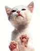 nimated gif of a cute little white kitty cat licking away trying to get something off the inside of the computer screen
