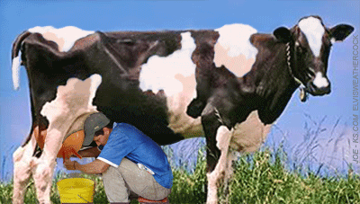 milking-a-cow-J%20(1).gif