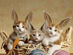 Moving animated Easter kitty cats bunny ear kittens