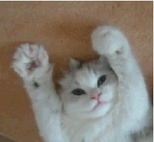 Cute little white kitty cat exercising it's paws and stretching it's claws In Double Time!