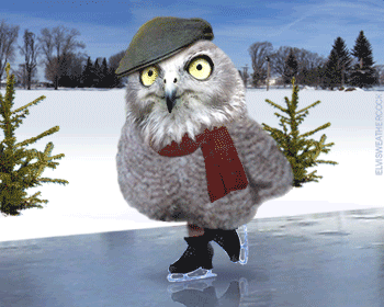 Moving animation of owl enjoying a casual skate in the park