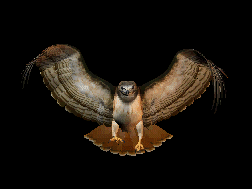 Animation of Red Tail Hawk coming in toward you to land