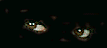 Mysterious pair of eyes in the dark blink then wink at you