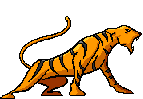 Roaring tiger clip art illustration