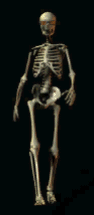 animated female skeleton wiggling her hips as she walks