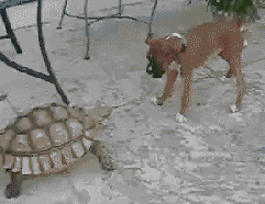 Funny video clip of Tough young boxer puppy gets chased by the mean old turtle