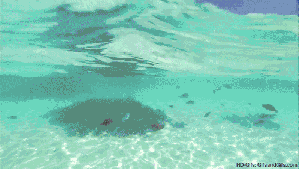 Animated fish and aquatic life swimming in the ocean waves in the shallows within the protected area of a coral reef  