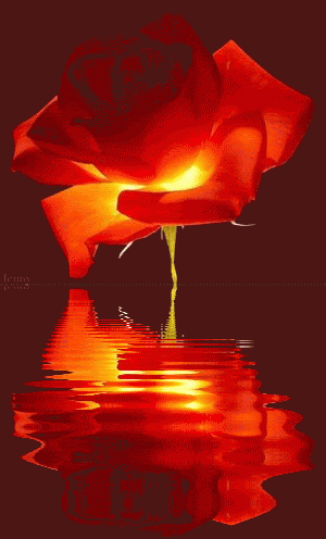 Reflection of a backlit red rose with illuminated petals over water
