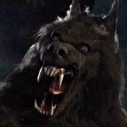 Dark evil looking Big Bad Wolf with huge teeth looking at you like you are lunch