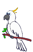 White parrot sitting on a limb