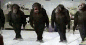 Apes Gorillas Monkey Primate Animation clip art