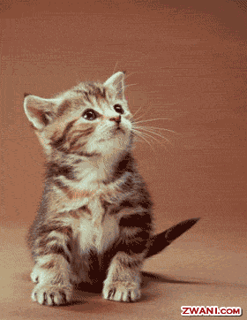 Cats and kittens dancing and cute kitty cat gif animations